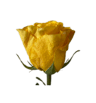 黄色いバラ スタンプ 1（個別スタンプ：1）