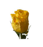 黄色いバラ スタンプ 1（個別スタンプ：2）