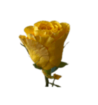 黄色いバラ スタンプ 1（個別スタンプ：3）