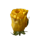 黄色いバラ スタンプ 1（個別スタンプ：4）