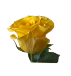 黄色いバラ スタンプ 1（個別スタンプ：6）