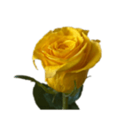 黄色いバラ スタンプ 1（個別スタンプ：7）