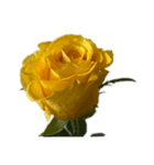 黄色いバラ スタンプ 1（個別スタンプ：9）