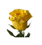 黄色いバラ スタンプ 1（個別スタンプ：11）