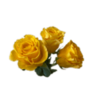 黄色いバラ スタンプ 1（個別スタンプ：13）