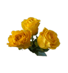 黄色いバラ スタンプ 1（個別スタンプ：14）
