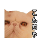 フイのまんまるゆるゆるライフ（個別スタンプ：2）