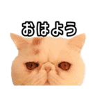 フイのまんまるゆるゆるライフ（個別スタンプ：3）