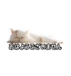 フイのまんまるゆるゆるライフ（個別スタンプ：7）