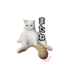 フイのまんまるゆるゆるライフ（個別スタンプ：12）