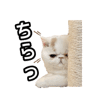フイのまんまるゆるゆるライフ（個別スタンプ：14）