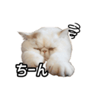 フイのまんまるゆるゆるライフ（個別スタンプ：15）
