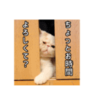 フイのまんまるゆるゆるライフ（個別スタンプ：17）