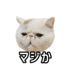 フイのまんまるゆるゆるライフ（個別スタンプ：19）