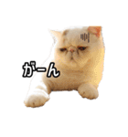 フイのまんまるゆるゆるライフ（個別スタンプ：22）