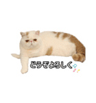 フイのまんまるゆるゆるライフ（個別スタンプ：23）