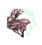 八重桜と赤い牡丹と春の花（個別スタンプ：1）