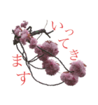 八重桜と赤い牡丹と春の花（個別スタンプ：5）