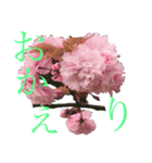 八重桜と赤い牡丹と春の花（個別スタンプ：7）