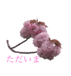 八重桜と赤い牡丹と春の花（個別スタンプ：9）