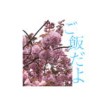 八重桜と赤い牡丹と春の花（個別スタンプ：11）