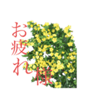 八重桜と赤い牡丹と春の花（個別スタンプ：14）