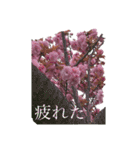 八重桜と赤い牡丹と春の花（個別スタンプ：19）