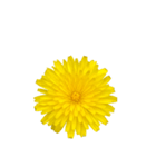 黄色い お花 と 敬語（個別スタンプ：1）