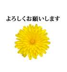 黄色い お花 と 敬語（個別スタンプ：3）