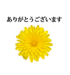 黄色い お花 と 敬語（個別スタンプ：6）