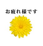 黄色い お花 と 敬語（個別スタンプ：8）
