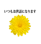 黄色い お花 と 敬語（個別スタンプ：21）