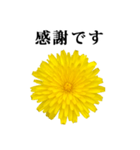 黄色い お花 と 敬語（個別スタンプ：33）