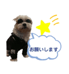 チョップとつくねのお家（個別スタンプ：5）