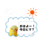 セキセイインコルチノー写真deメッセージ（個別スタンプ：4）