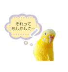 セキセイインコルチノー写真deメッセージ（個別スタンプ：7）