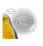 セキセイインコルチノー写真deメッセージ（個別スタンプ：10）