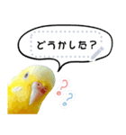 セキセイインコルチノー写真deメッセージ（個別スタンプ：17）