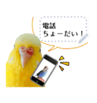 セキセイインコルチノー写真deメッセージ（個別スタンプ：18）