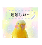 セキセイインコルチノー写真deメッセージ（個別スタンプ：20）