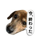 愛犬ことらの使えるスタンプ(5)（個別スタンプ：10）