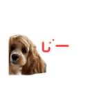 American cocer spaniel（個別スタンプ：2）