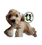 American cocer spaniel（個別スタンプ：3）