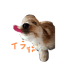 American cocer spaniel（個別スタンプ：4）