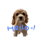 American cocer spaniel（個別スタンプ：5）
