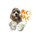 American cocer spaniel（個別スタンプ：6）