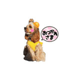 American cocer spaniel（個別スタンプ：8）