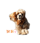 American cocer spaniel（個別スタンプ：11）