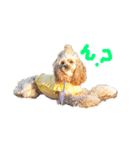 American cocer spaniel（個別スタンプ：12）