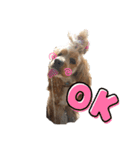 American cocer spaniel（個別スタンプ：13）